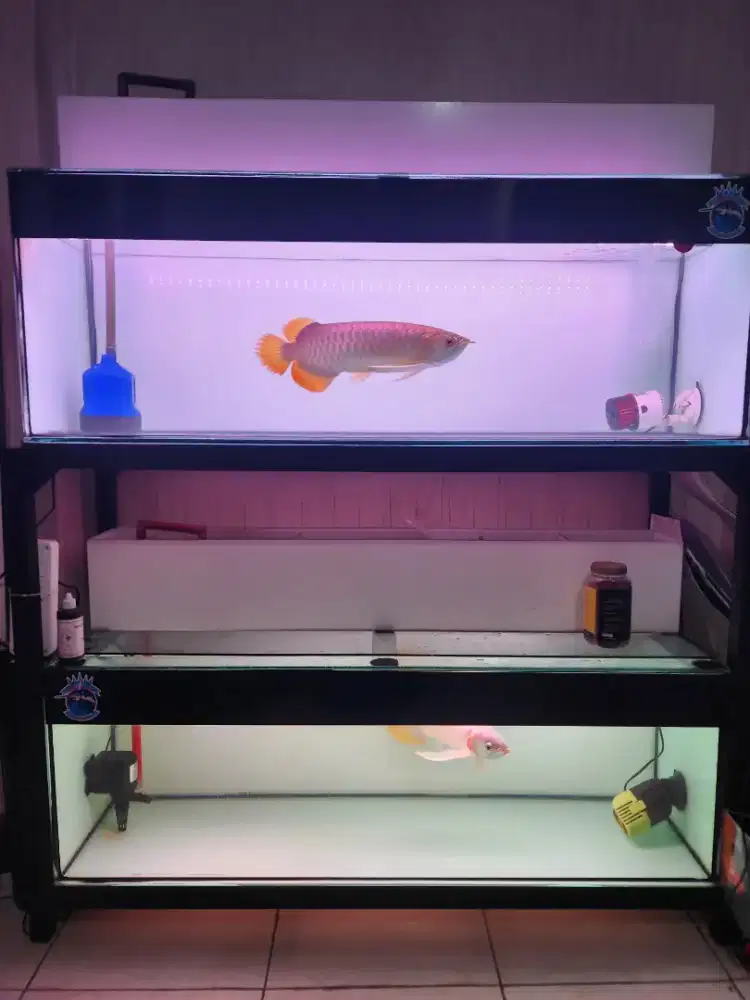 Arwana super red fullset