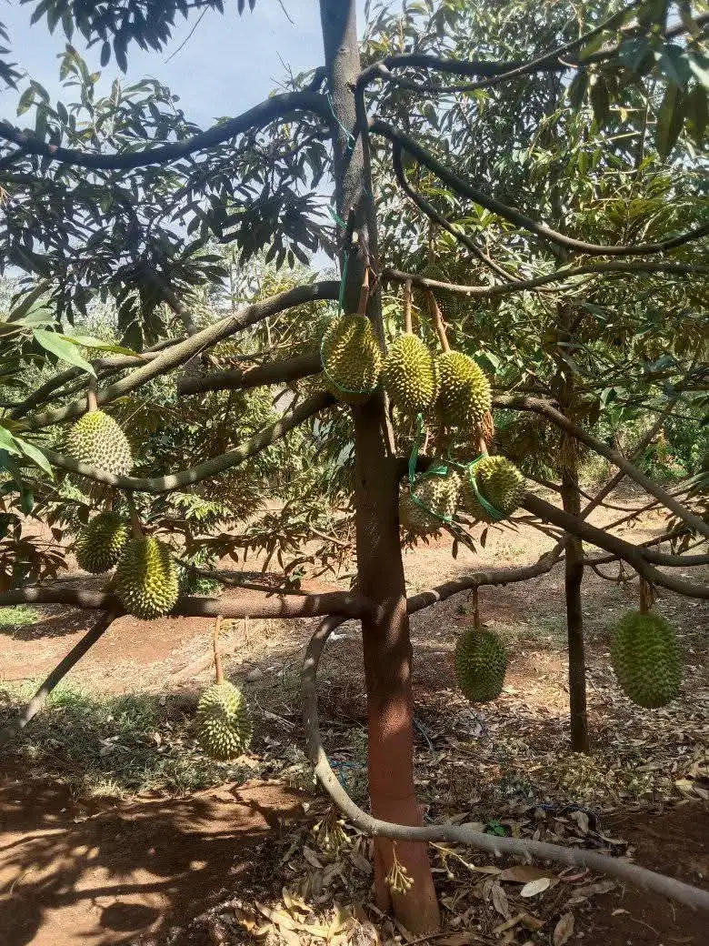 Rumah Tanah Kebun Durian Produktif di Pasrepan Purwodadi Pasuruan