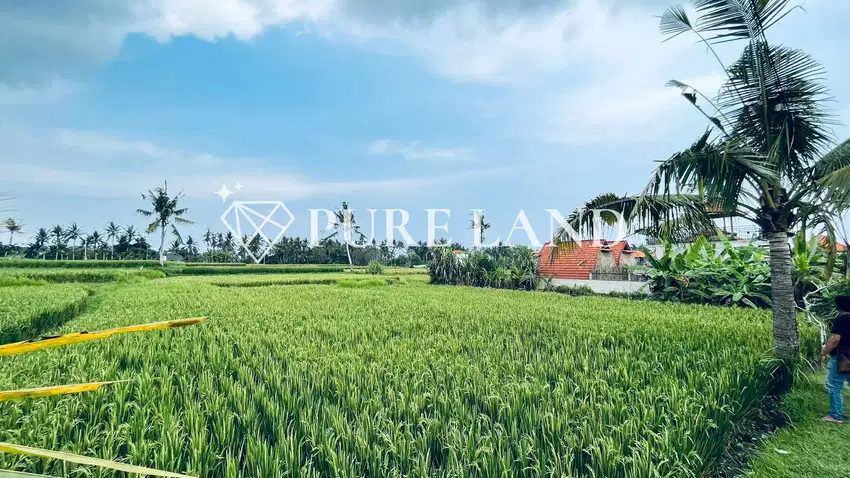 Serene Ricefield View Land in Ubud