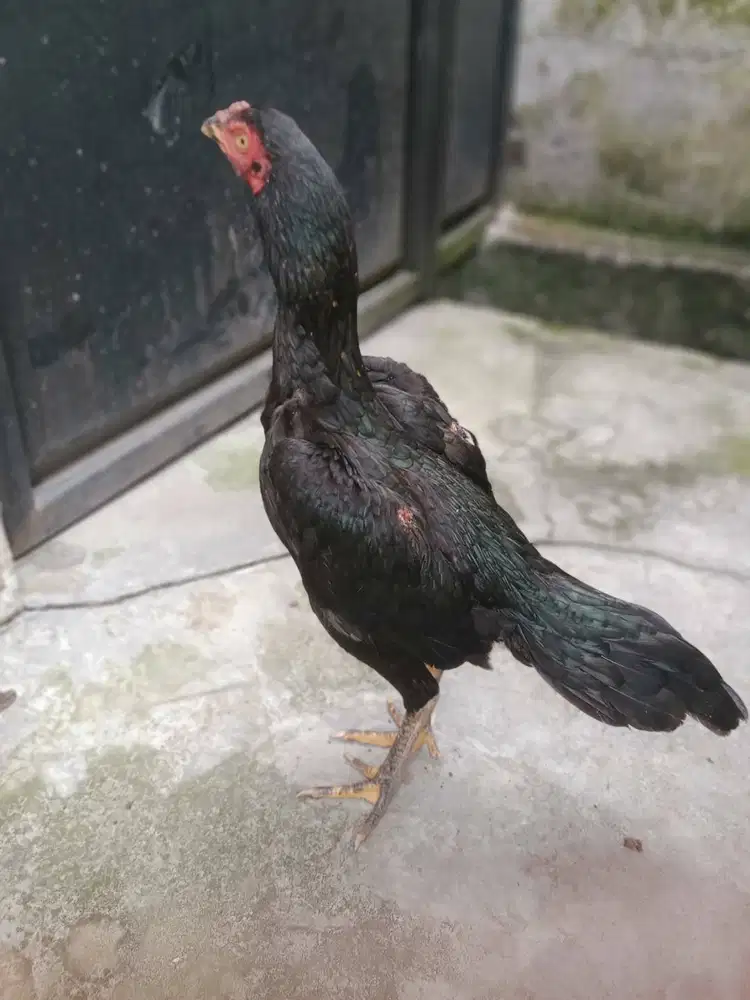 Dijual Indukan Ayam