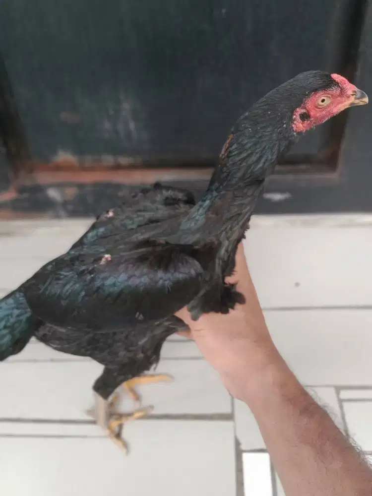 Dijual Indukan Ayam