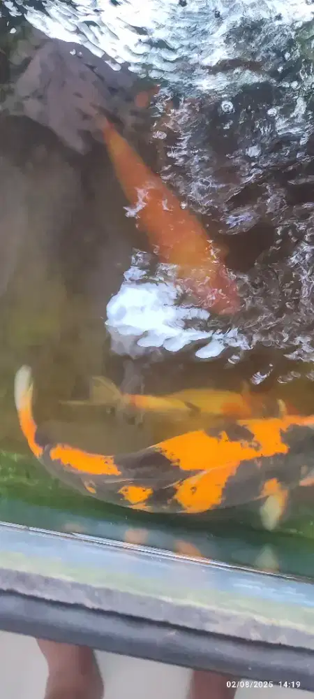 Jual cepat koi jumbo