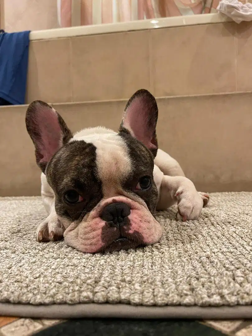 Semi hibah French bulldog jantan