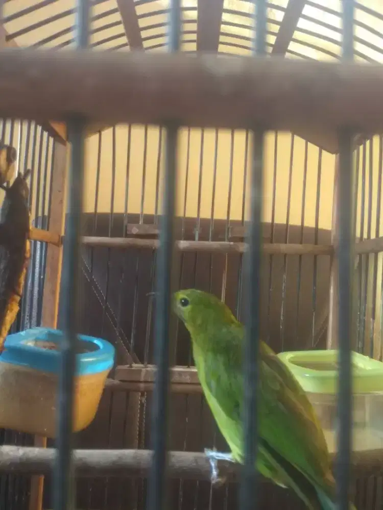 Burung Anakan Hejo Mini Jantan, Fullset