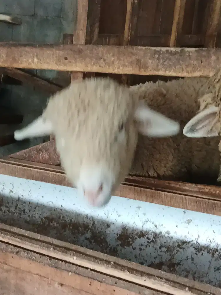 Domba merino semarang