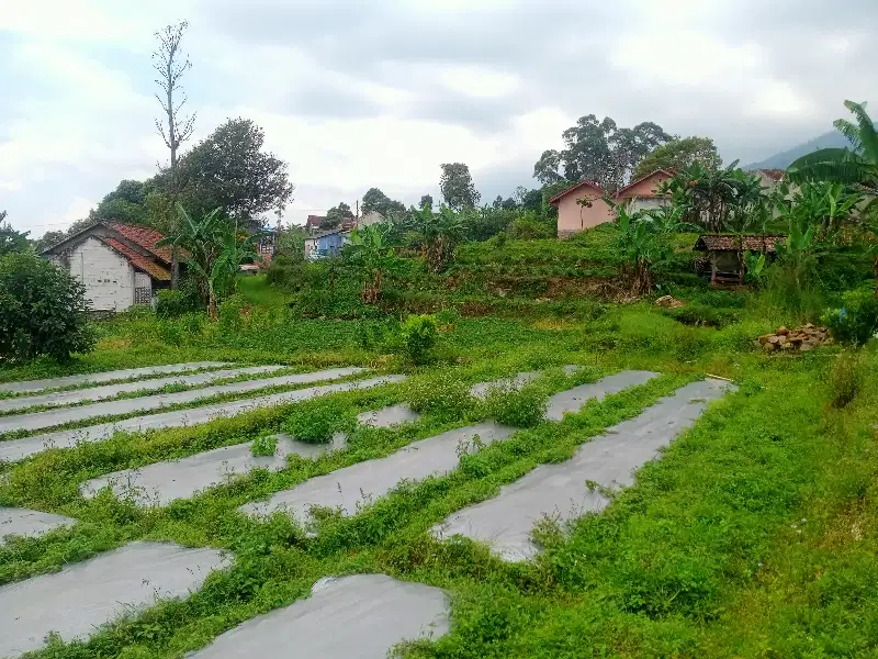 TANAH KEBUN SHM MASUK MOBIL DEKAT WISATA GUNUNG PUNTANG