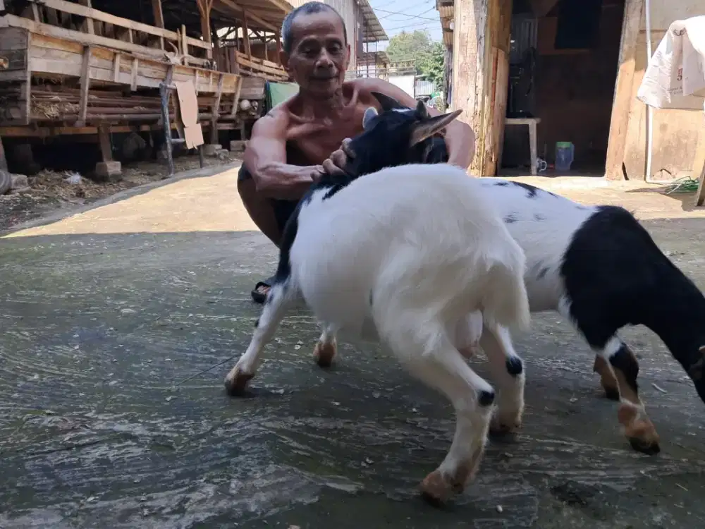 Kambing Nigerian pygmy kambing Hias kambing kerdil