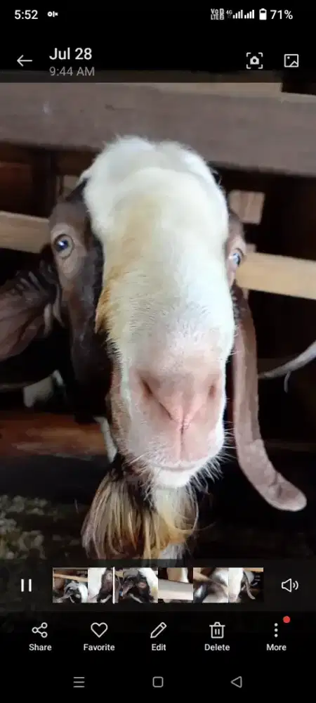 Kambing BOER full blood