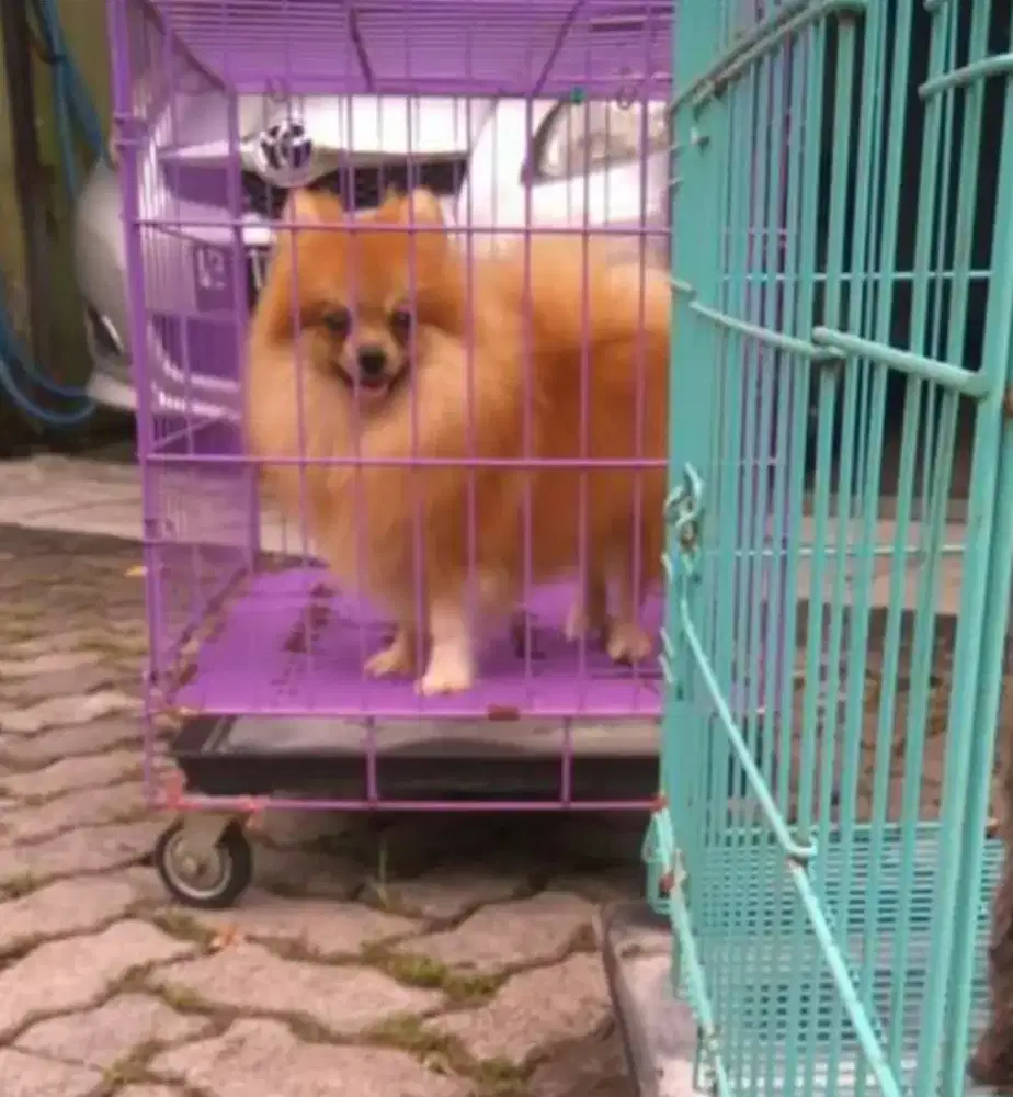 Raja kawin mini pom jtn no stb