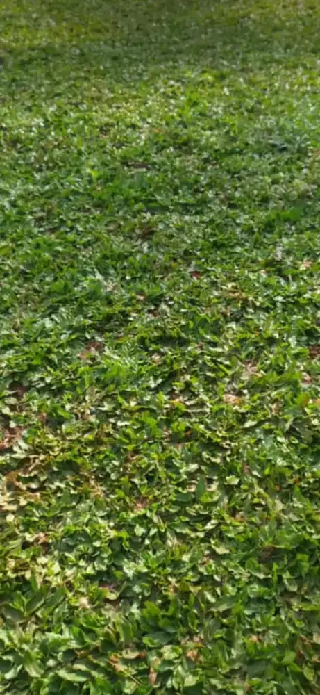 jual rumput taman,rumput lapangan
