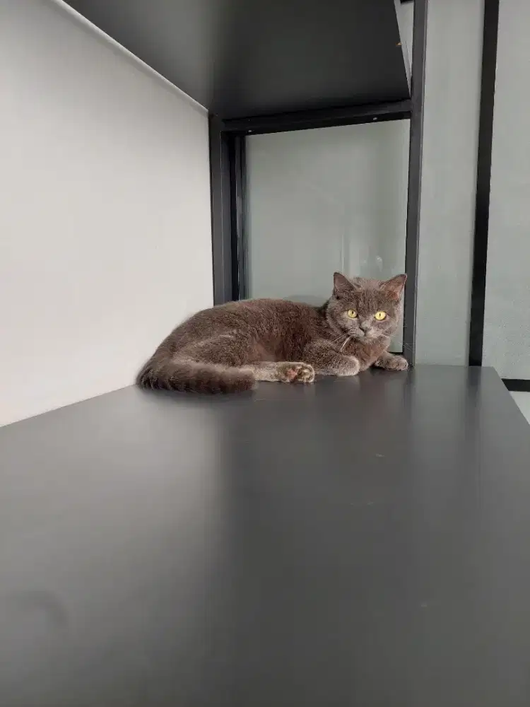 LA Kucing Persia BSH Non Pedigree