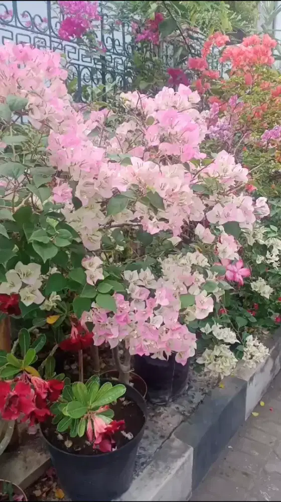 Bunga Bugenvil Bougenville Bengawan Solo, Tinggi 80cm, Rimbun, Subur