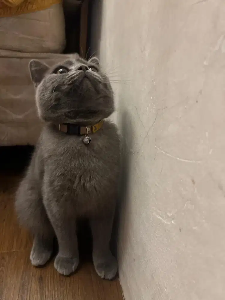 Lepas Adopsi Kucing BSH X Munchkin NS