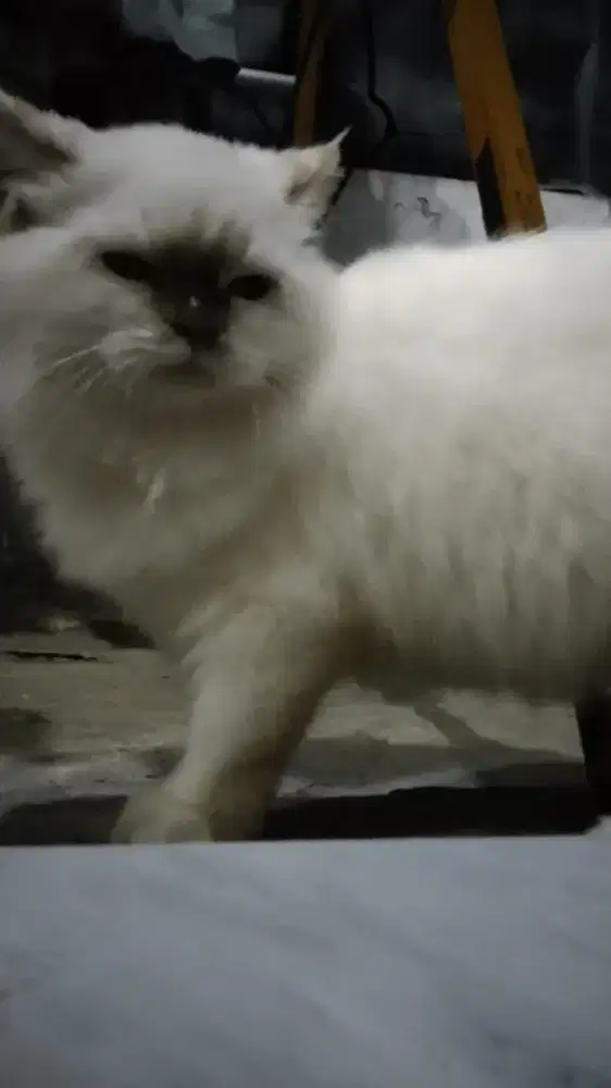 Kucing Himalaya Ragdoll BETINA