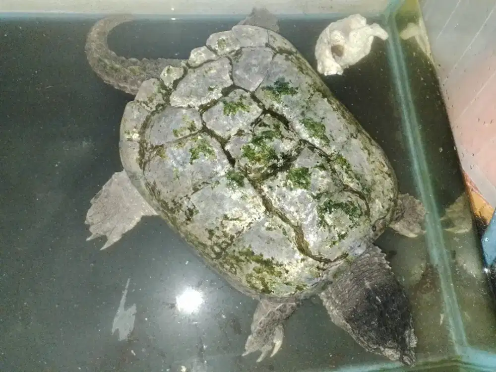 Kura kura besar cst 55 cm