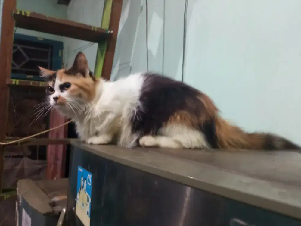 Kucing Persia betina 8 Bulan ( siap kawin )