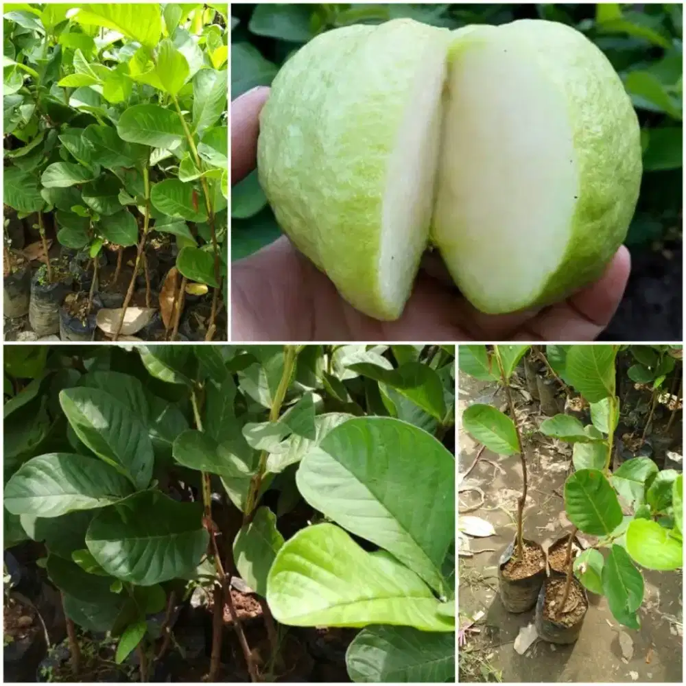 Jual Pohon Cangkokan Jambu Cristal/Thailand Non Biji Min Pmblian1-2Phn