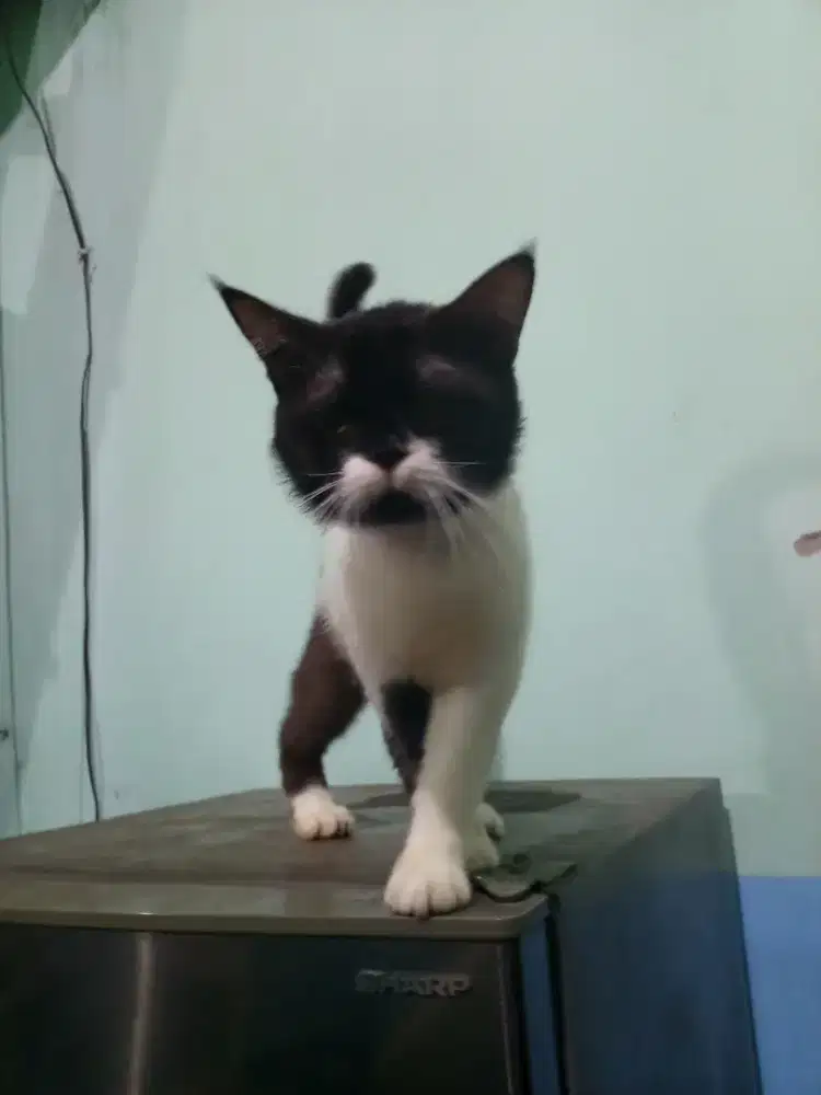 Kucing Persia bigbone peaknose jantan 1 tahun+