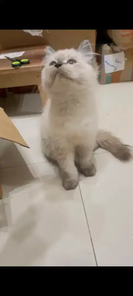 Kucing persia lucu gembul
