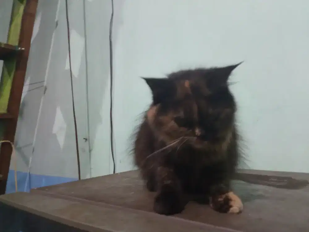 Kucing Persia betina 7 Bulan atau lebih