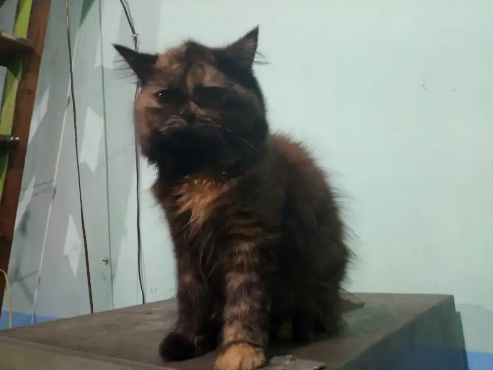 Kucing betina Persia 7 Bulan atau lebih