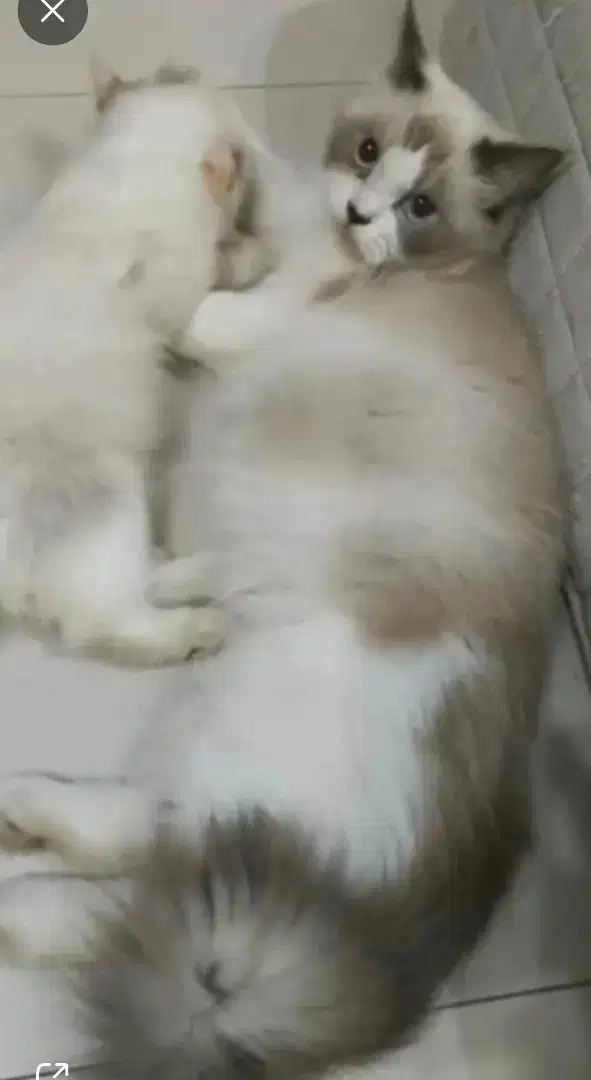 Kucing Persia ragdoll simetris