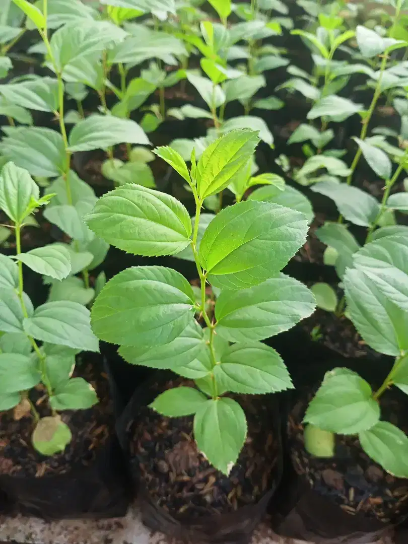 Jual Tanaman Bidara Arab