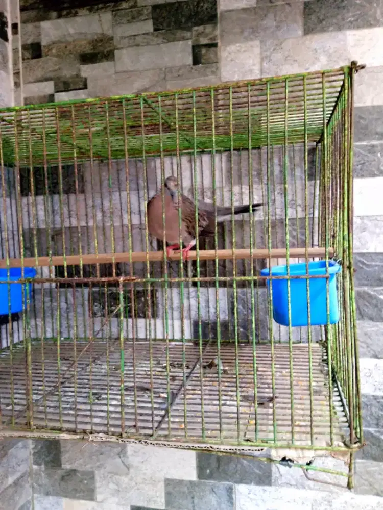 Burung tekukur kuk1