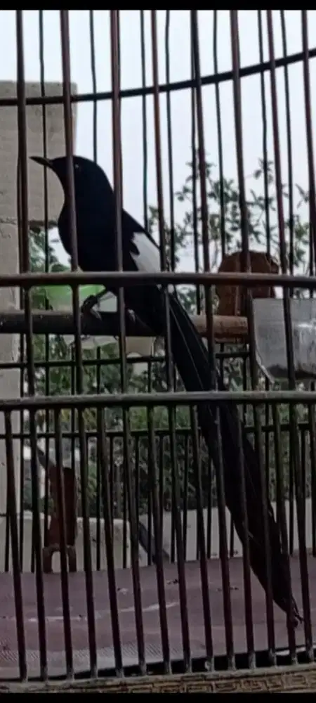 Burung Prospekan sesuai majikan