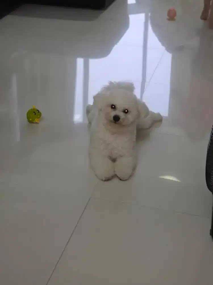 Bichon Frise Korean Blood Line