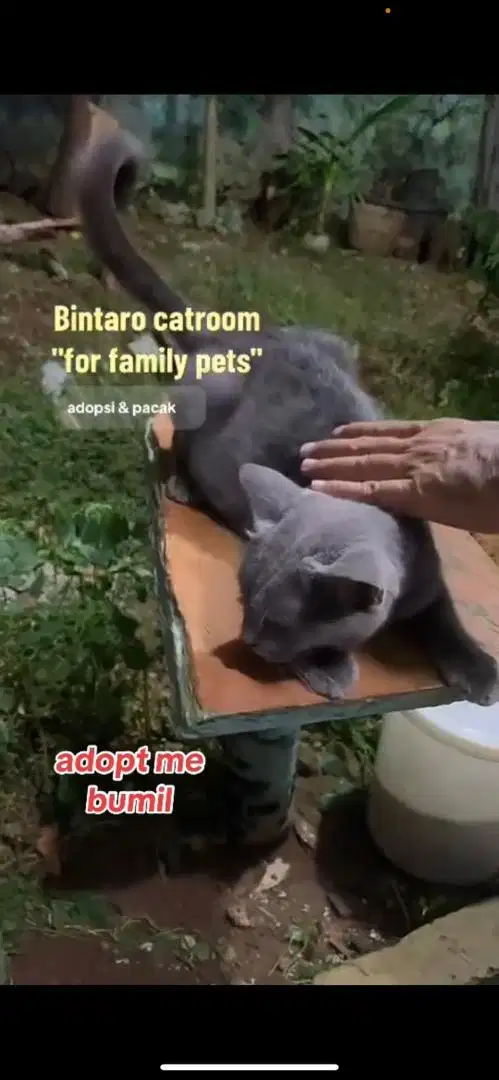 russian blue mix bsh hamil
