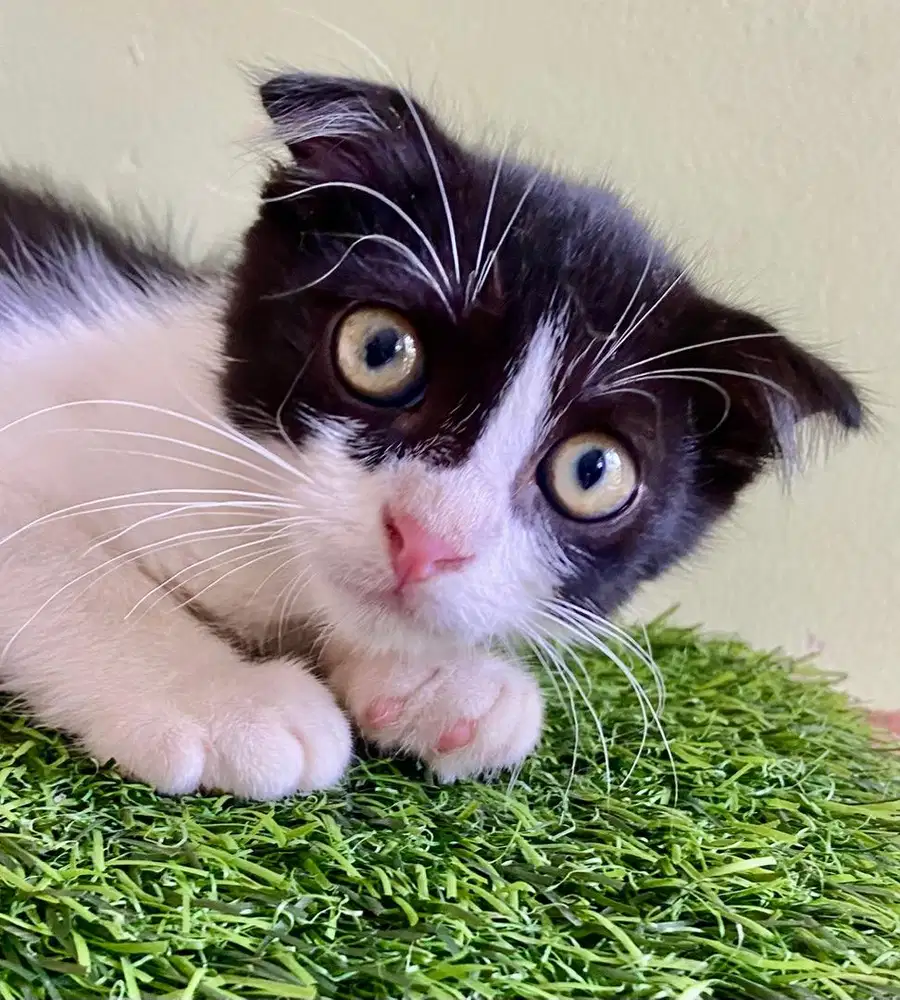 kitten scottish fold jantan