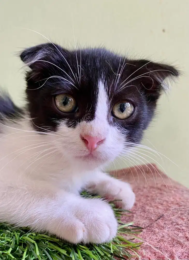 kitten scottish fold jantan