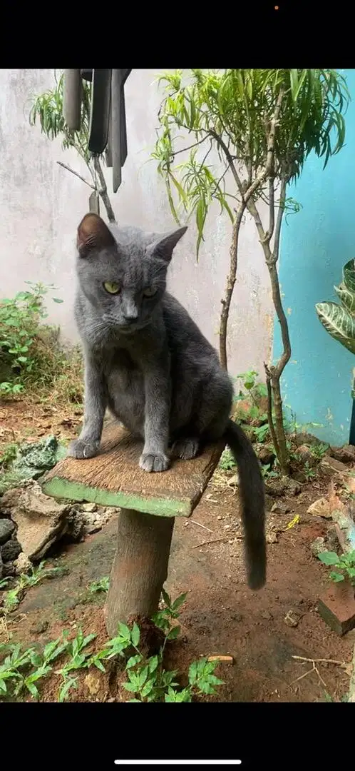 Russian blue mix bsh hamil