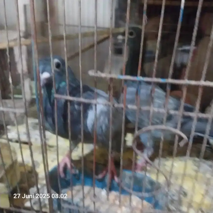 Dijual merpati pos anakan 2 ekor