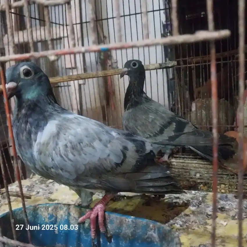 Dijual sepasang merpati pos anakan bkn kandang  ayam,kucing,kelinci,