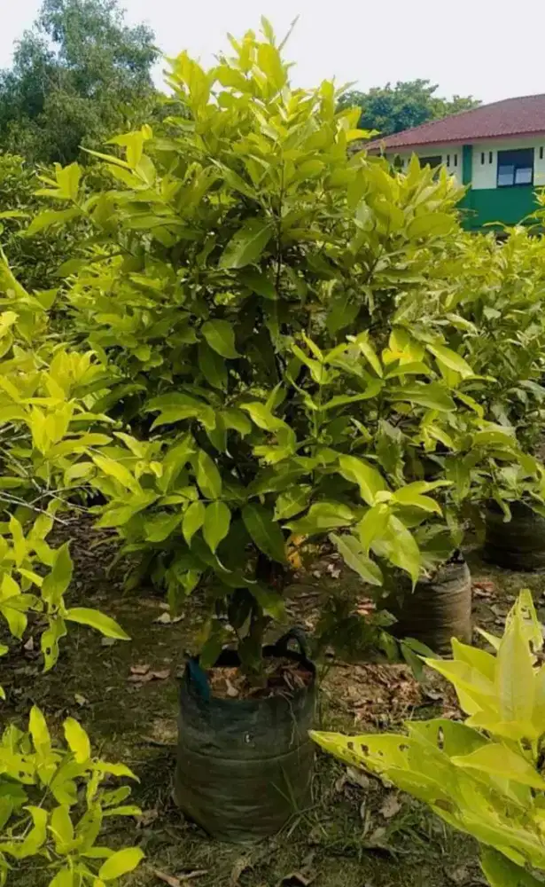 Pohon jambu air berbuah lebat