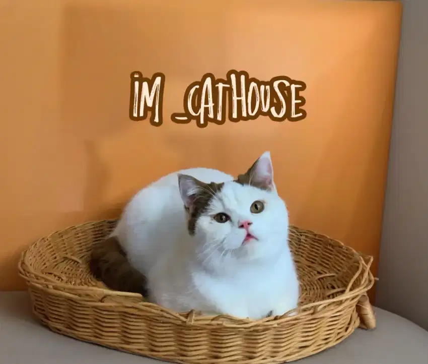 kucing british shorthair bsh van cinnamon wcf scottish fold blue cfa