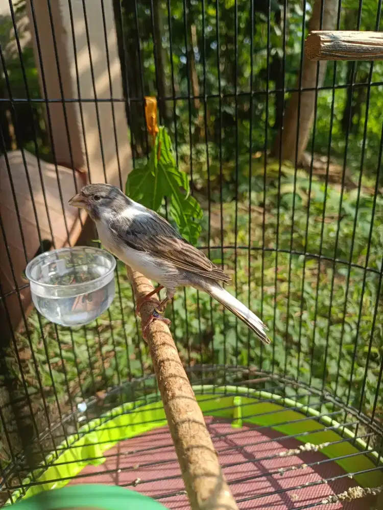 Burung Kenari Panda Gacor