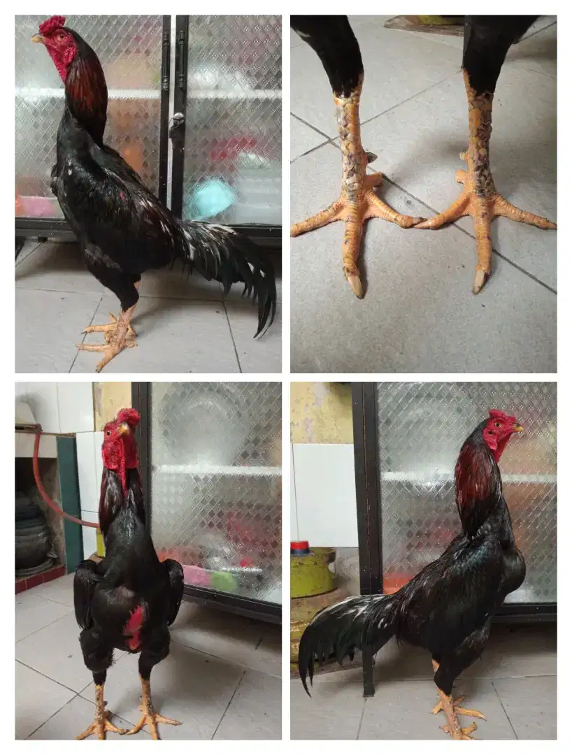 Ayam Bangkok pukul keras Sola aman