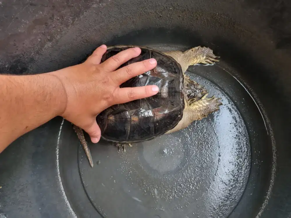 Kura-Kura CST No Minus