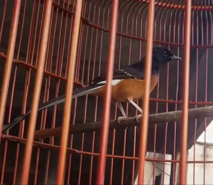 Split Zombie MBRK Sertifikat