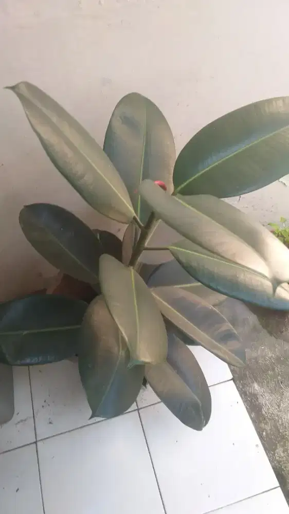 Tanaman hias Karet kebo