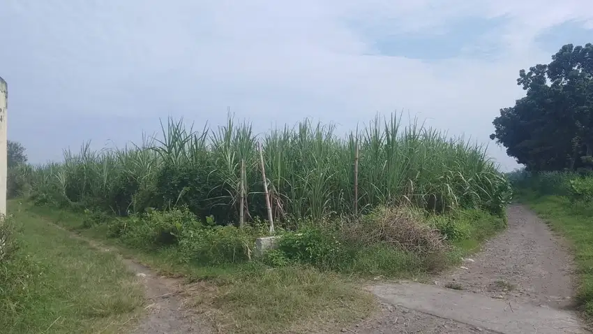 Lahan 2000m² SHM Belakang SMP Ngasem – Akses Mobil – Lokasi Strategis