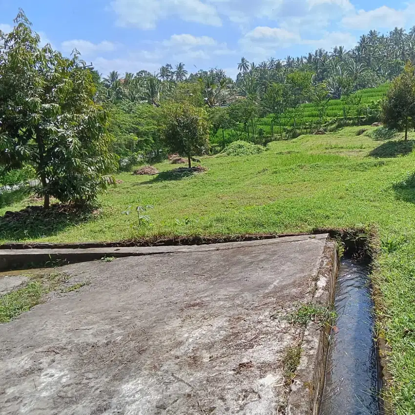 Di jual tanah kebun durian tabanan selemadeg 50are