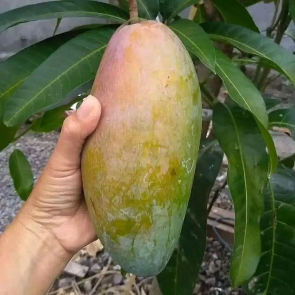 Jual Bibit Pohon Mangga Harum Manis Jumbo/Thailand ManisLegit Min 1Phn