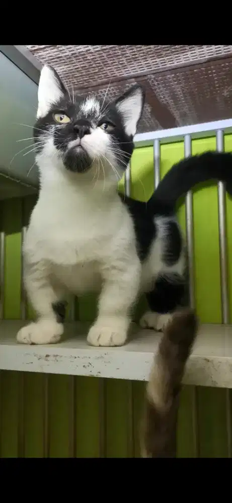 Kucing munchkin standar Jantan