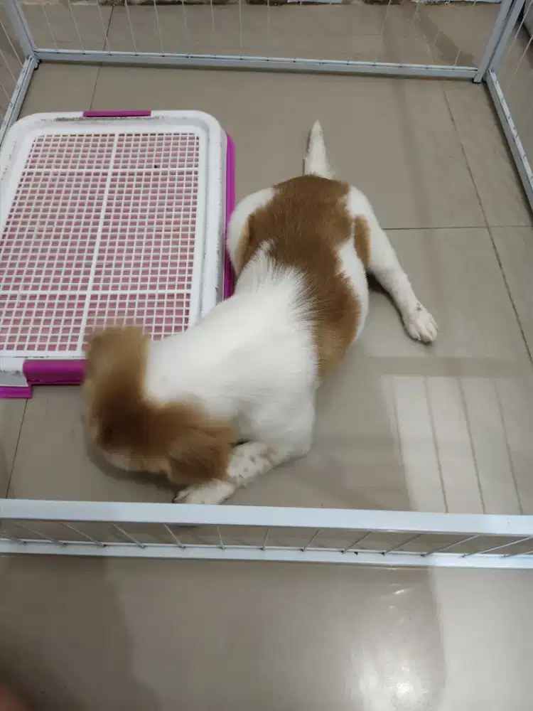 Anak Anjing Shitzu mix Minipom