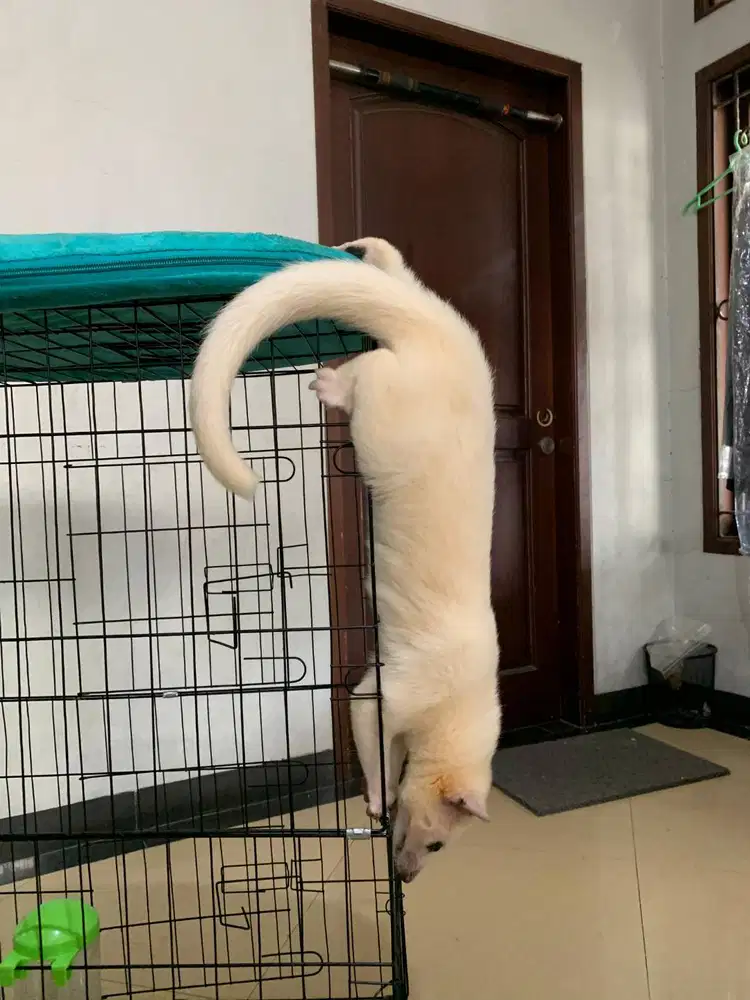 Musang Pandan Leucistic atau Lucy 5 bulan jinak