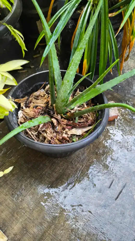 Lidah buaya pot kecil